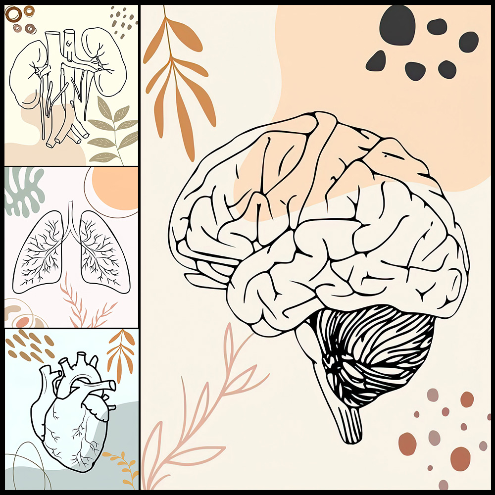 Human Anatomy Science Brain Nu – обзор и цена Science Nursery