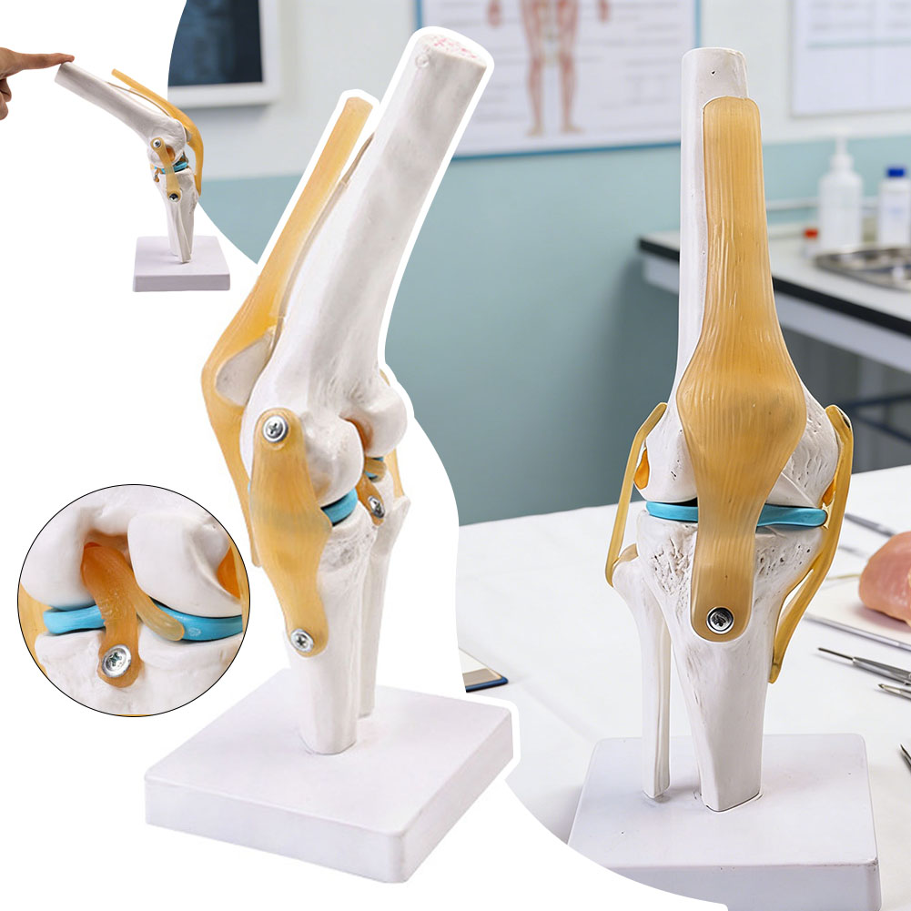 Anatomical Medical-Knee Joint  – обзор и цена Science Hobbyist