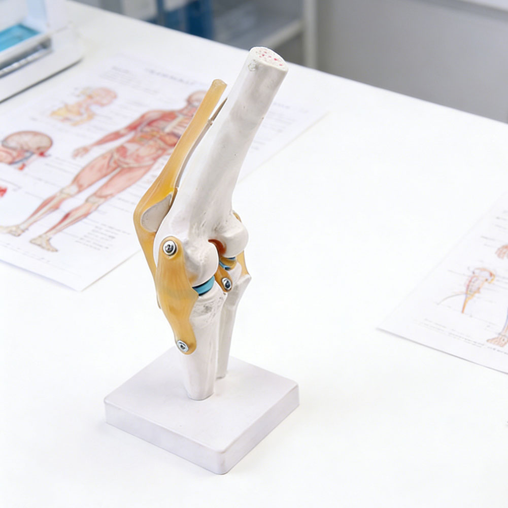 Anatomical Medical-Knee Joint  – обзор и цена Science Hobbyist