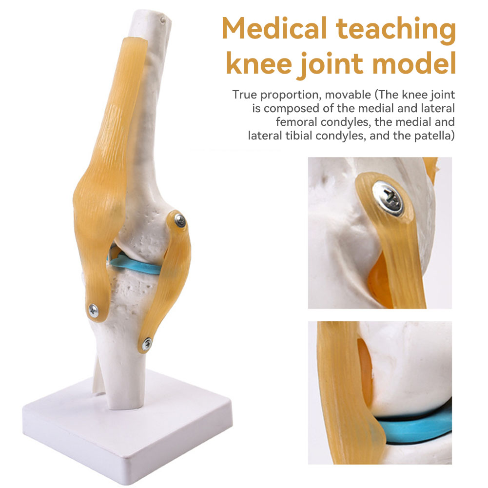 Anatomical Medical-Knee Joint  – обзор и цена Science Hobbyist