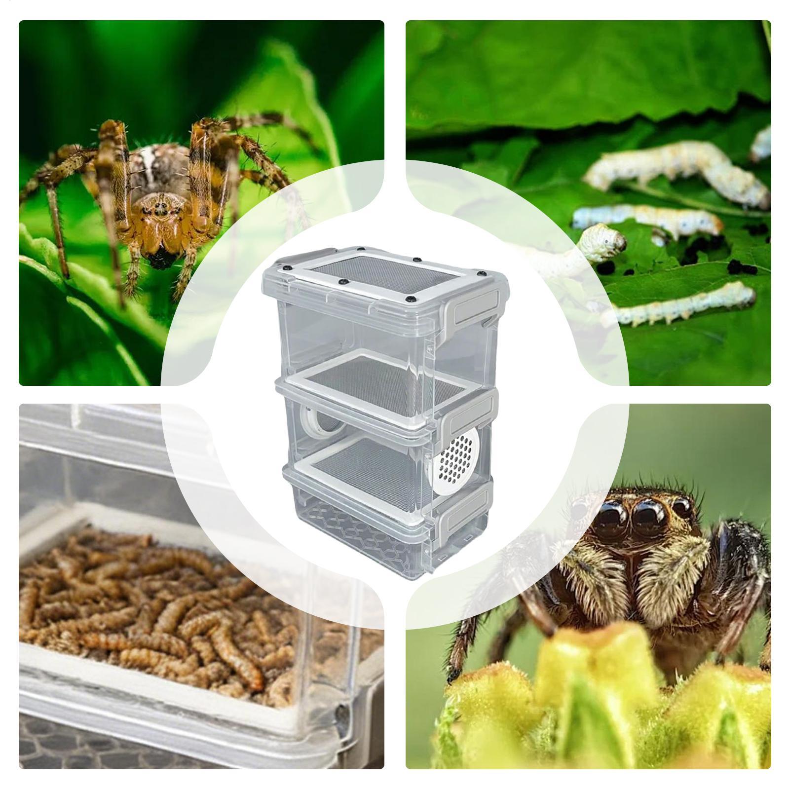 Mealworm Breeding Kit 3-Layer  – обзор и цена Science Hobbyist