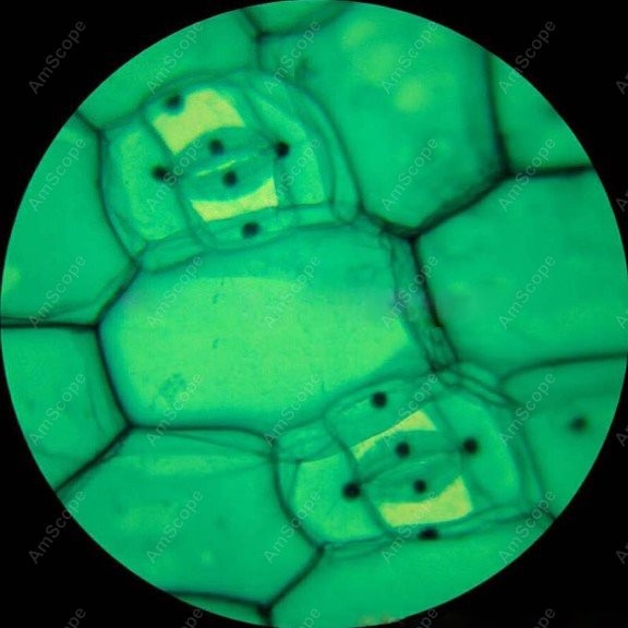 AmScope M148 Series Biological – обзор и цена Microscope Compound 40X